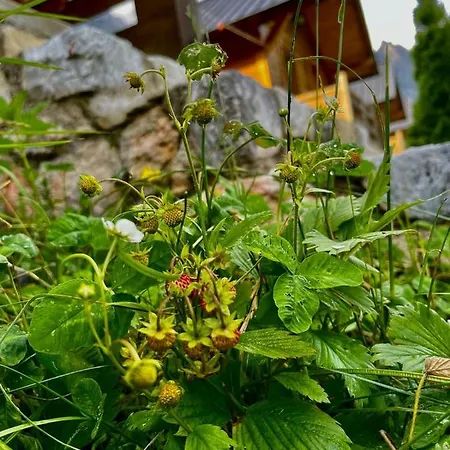 Center Park Valbona Valley Bajram Curri